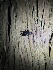 Aegus laevicollis formosae