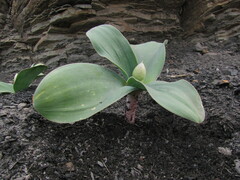 Allium decoratum