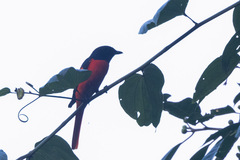 Pericrocotus speciosus