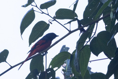 Pericrocotus speciosus