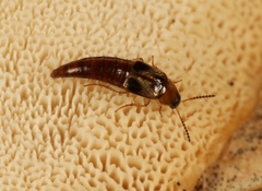 Lordithon trinotatus