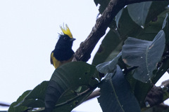 Melanochlora sultanea