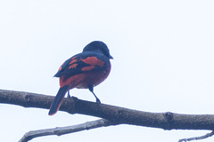Pericrocotus speciosus