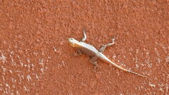 Agama agama