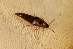 Lordithon trinotatus