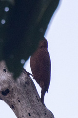 Micropternus brachyurus