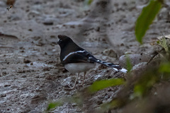 Enicurus leschenaulti