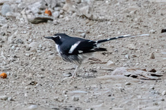 Enicurus schistaceus