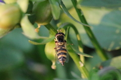 Ischiodon scutellaris