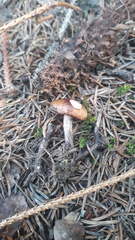 Gomphidius maculatus