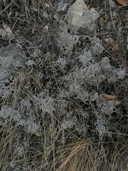 Onosma simplicissima