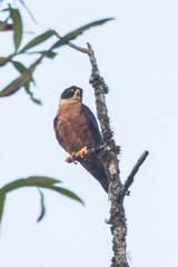 Falco severus
