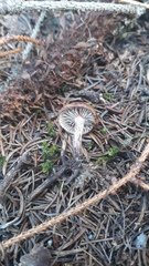 Gomphidius maculatus