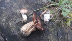 Gomphidius maculatus