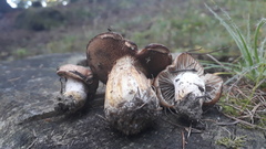 Gomphidius maculatus