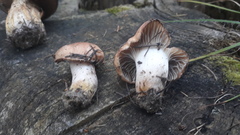 Gomphidius maculatus