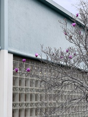 Magnolia × soulangeana