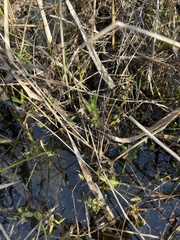 Alternanthera philoxeroides