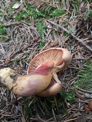 Chroogomphus helveticus