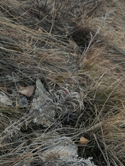 Onosma simplicissima