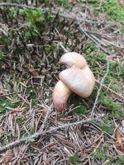 Chroogomphus helveticus