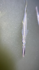 Dermogenys siamensis