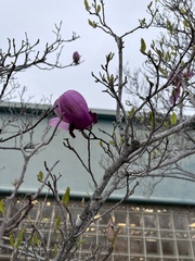 Magnolia × soulangeana