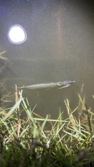 Dermogenys siamensis