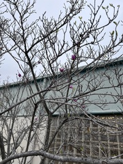 Magnolia × soulangeana