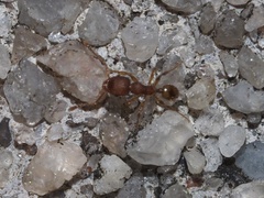 Pheidole navigans