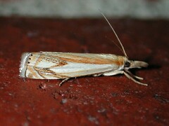 Crambus agitatellus
