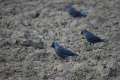 Corvus monedula monedula