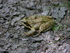 Rana temporaria