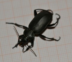 Calosoma maderae