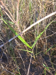 Panicum hemitomon
