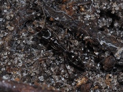 Odontomachus haematodus
