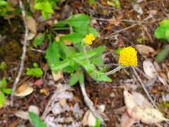 Arnica spathulata