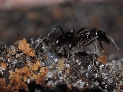 Odontomachus haematodus