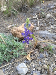 Lupinus altimontanus