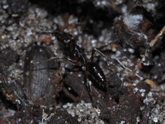 Odontomachus haematodus