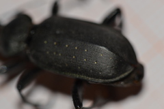 Calosoma maderae