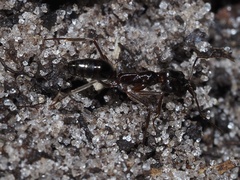 Odontomachus haematodus