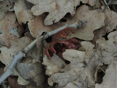 Andricus dentimitratus