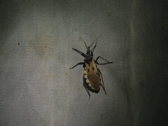 Triatoma dimidiata