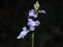 Nuttallanthus canadensis