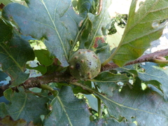 Andricus infectorius