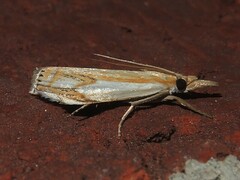 Crambus agitatellus