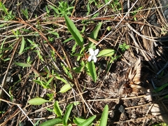 Viola vittata