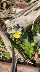 Viola arvensis