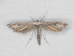 Oidaematophorus grisescens